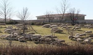 Goat grazing in city park near Cyrene at Meadowlands in Lincoln, California 