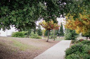 Wilson Park near Cyrene at Meadlands in Lincoln, California