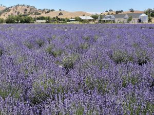 Capay Valley Farm Tour near Cyrene at Meadowlands in Lincoln, California