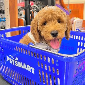 PetSmart pet supply store near Cyrene at Meadowlands in Lincoln, California
