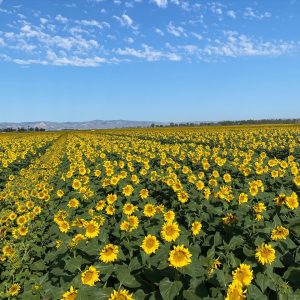 Sunflowers, Bees & Brunch Tour near Cyrene at Meadowlands in Lincoln, California