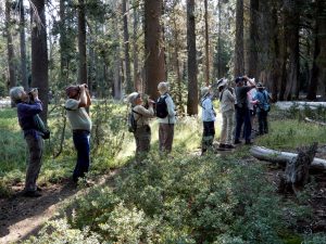 Bird Watching - Sacramento Audubon Society near Cyrene at Meadowlands in Lincoln, California