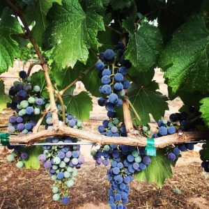 Happy Dayz Vineyard winery near Cyrene at Meadowlands in Lincoln, California