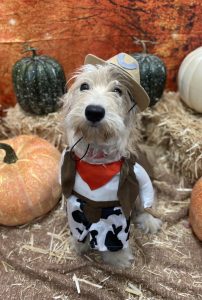 Howl-o-ween Party at Dogtopia in Rocklin near Cyrene at Meadowlands in Lincoln, California